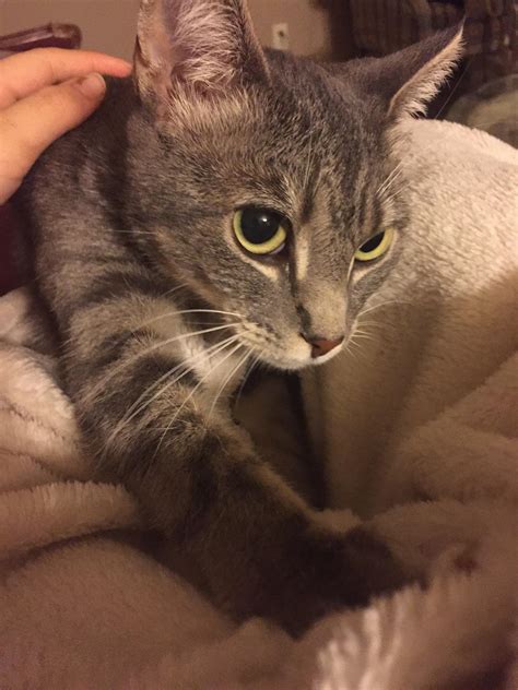 bakerrosie|Baker Rosie, doing what she does best! : r/cats .